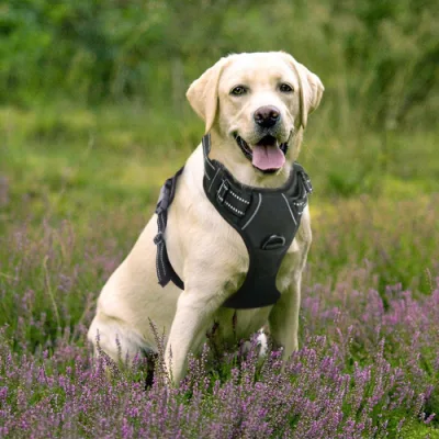 Arnés para perros Arnés para mascotas sin tirones Chaleco ajustable para mascotas al aire libre Chaleco reflectante de material Oxford de 3 m para perros Control fácil para perros pequeños, medianos y grandes