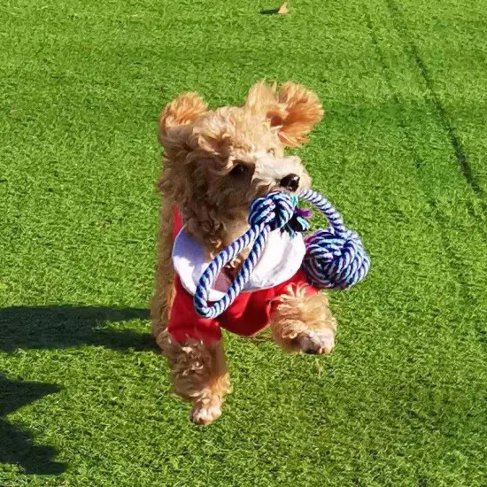 Nuevo diseño, rompecabezas de pelota rodante para perros y juguete para masticar para mascotas, juguete de pelota de goma, juguetes para perros con desplazamiento infinito